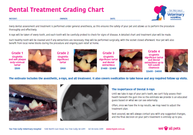 Dental Chart 2026