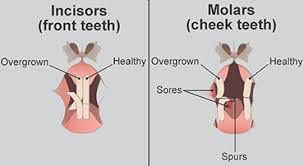 Rabbit Teeth