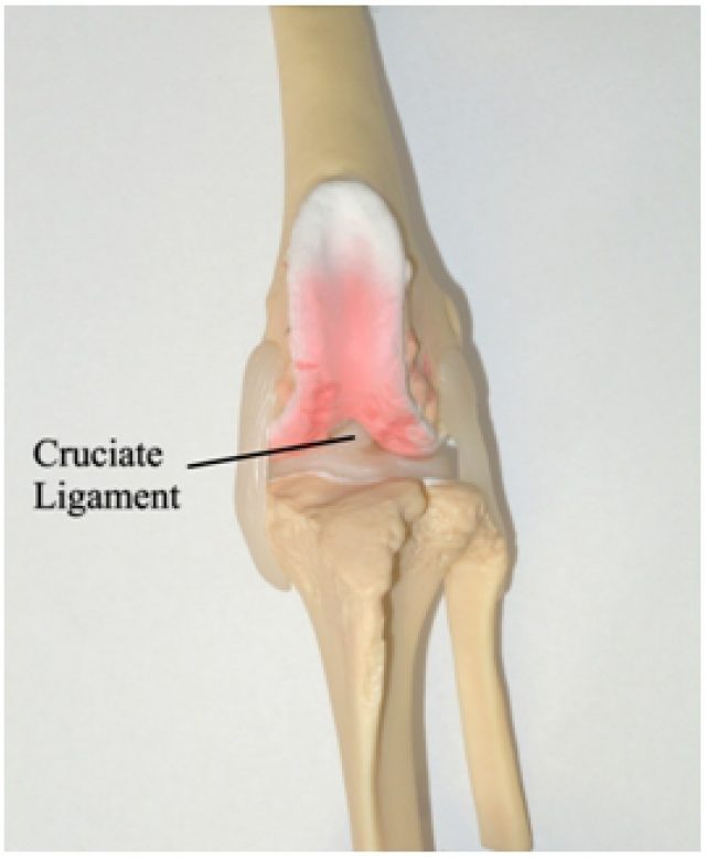 Cruciate Image