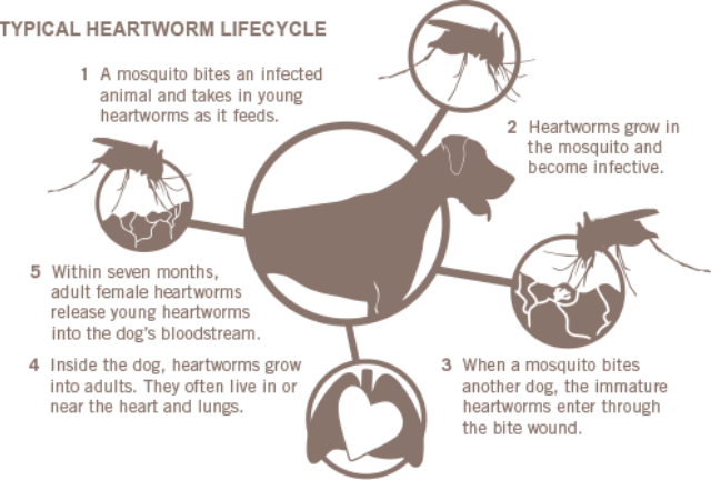 can heartworm be passed from dog to human